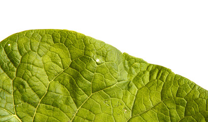 part Green leaves of burdock spoiled on white background