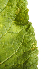 part Green leaves of burdock spoiled on white background