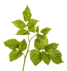 Young green raspberry sprout with green leaves. Isolated on white background