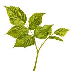 Young green raspberry sprout with green leaves. Isolated on white background
