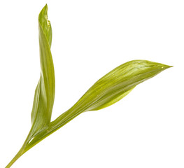 Green leaves of lily of the valley flowers. Isolated on white background