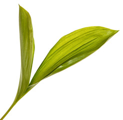 Green leaves of lily of the valley flowers. Isolated on white background