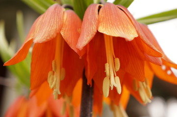 Bright spring flowers - orange imperial hazel grouse
