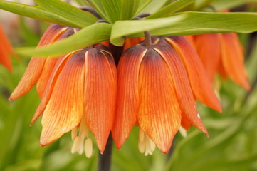 Bright spring flowers - orange imperial hazel grouse