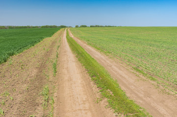 Fototapeta na wymiar Classic spring landscape with an earth road between crops fields in central Ukraine