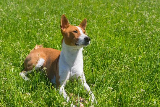 Mature basenji dog resting in spring grass guarding its delicacy - beef bone