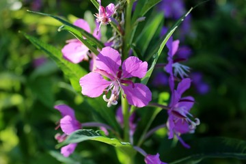 Fototapeta premium purple flower, flowering in the garden, Ivan - tea, flower in the sun