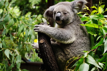 枝に捕まるコアラ