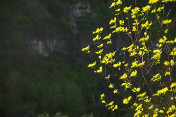 The branches of a blooming tree with bright green leaves, on the background of the misty landscape.