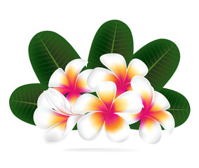 illustration vector of Hawaii flower Frangipani, white Plumeria