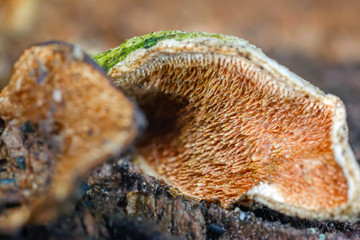 The invisible microcosm