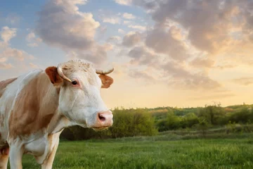 Papier Peint photo Lavable Vache cow grazing on meadow