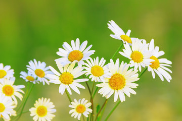 daisies in a meadow