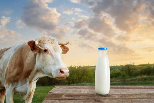 milk in bottle on table with cow