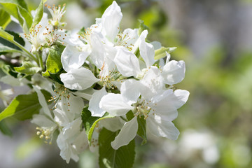 Photograph of flowers of a white color