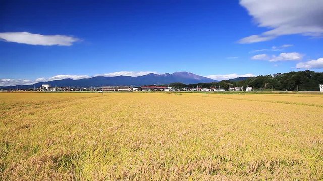 佐久平の稲穂と浅間山　長野県佐久市