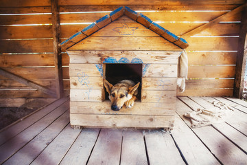 Lonely dog watching out of his kennel - obrazy, fototapety, plakaty