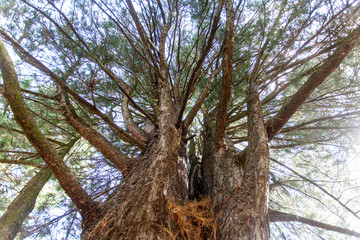 Tree cedar in a forest. Looking Up