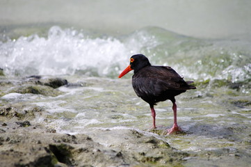波打ち際のオーストラリアミヤコドリ