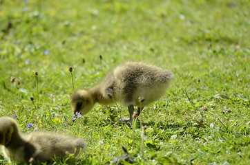 kleine Gänse, Gänsefamilie