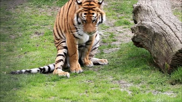 bengal tiger on meadow
