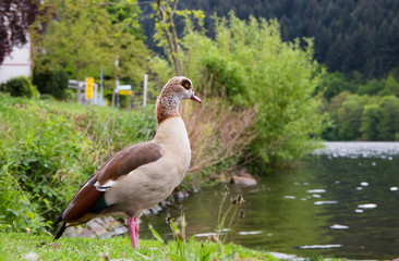 A Egyptian goose stands at the Moselle (Germany)
