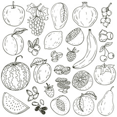 Fototapeta premium Set of fresh healthy hand-drawing fruits isolated. Organic farm illustration. Healthy lifestyle vector design elements.