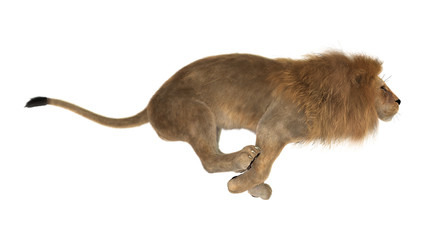 3D Rendering Male Lion on White