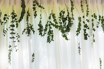 Eucalyptus garland on white organza background