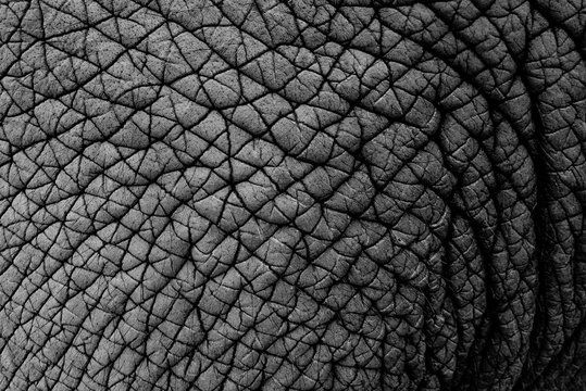 texture of real elephant skin