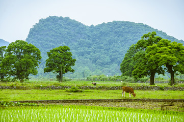 Fototapeta na wymiar Rice fields and mountains background scenery