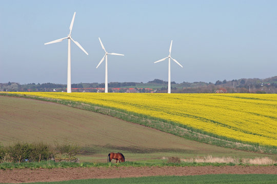 Farmers rapeseed field with horse and windmills - old time vs. new time