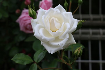 白い薔薇