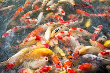 Obraz na płótnie Canvas Carp fish in the pond