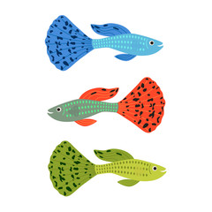 Beautiful guppy fish. vector