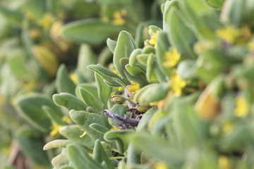 Insects with flowers