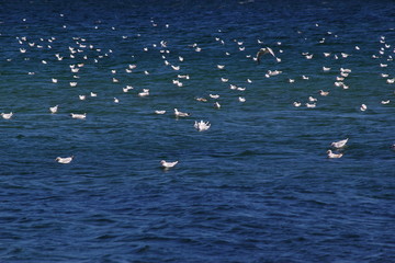 Möwen auf der Ostsee