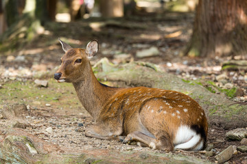 Naklejka premium Deer lying down