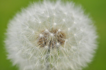 Close up of dandelion. Dandelion seeds flower in nature