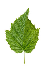Naklejka na ściany i meble leaf of a currant isolated
