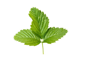 strawberry leaf isolated