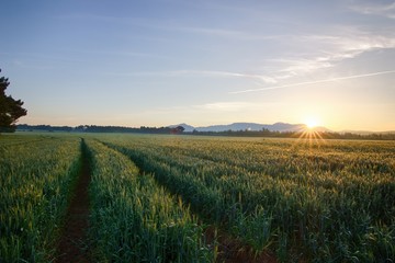 Fototapeta na wymiar Sun rises over the wheat fields in the forest