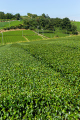 Fototapeta na wymiar Fresh Tea field