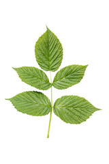 Raspberry leaf isolated