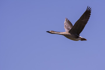 Wild goose