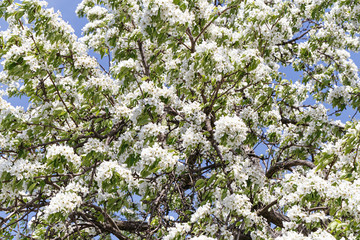 Flowering spring tree