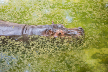 Hippo