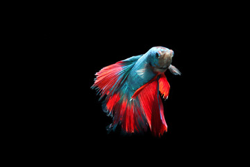 Blue fighting fish