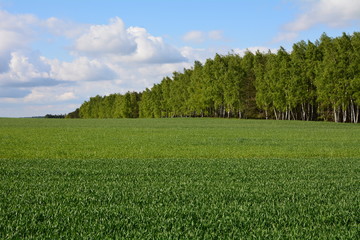 widok na pole i las