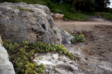 Fototapeta na wymiar Green plant on rocks. Beautiful landscape